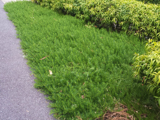 Myoporum Parvifolium Creeping Boobialla Gardening With Angus 8704