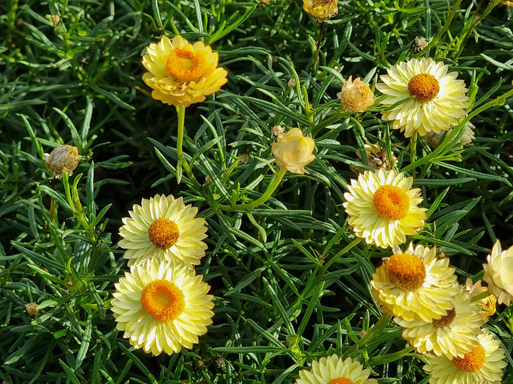 Xerochrysum bracteatum ‘Daisy Fields Gold’ – Everlasting Daisy