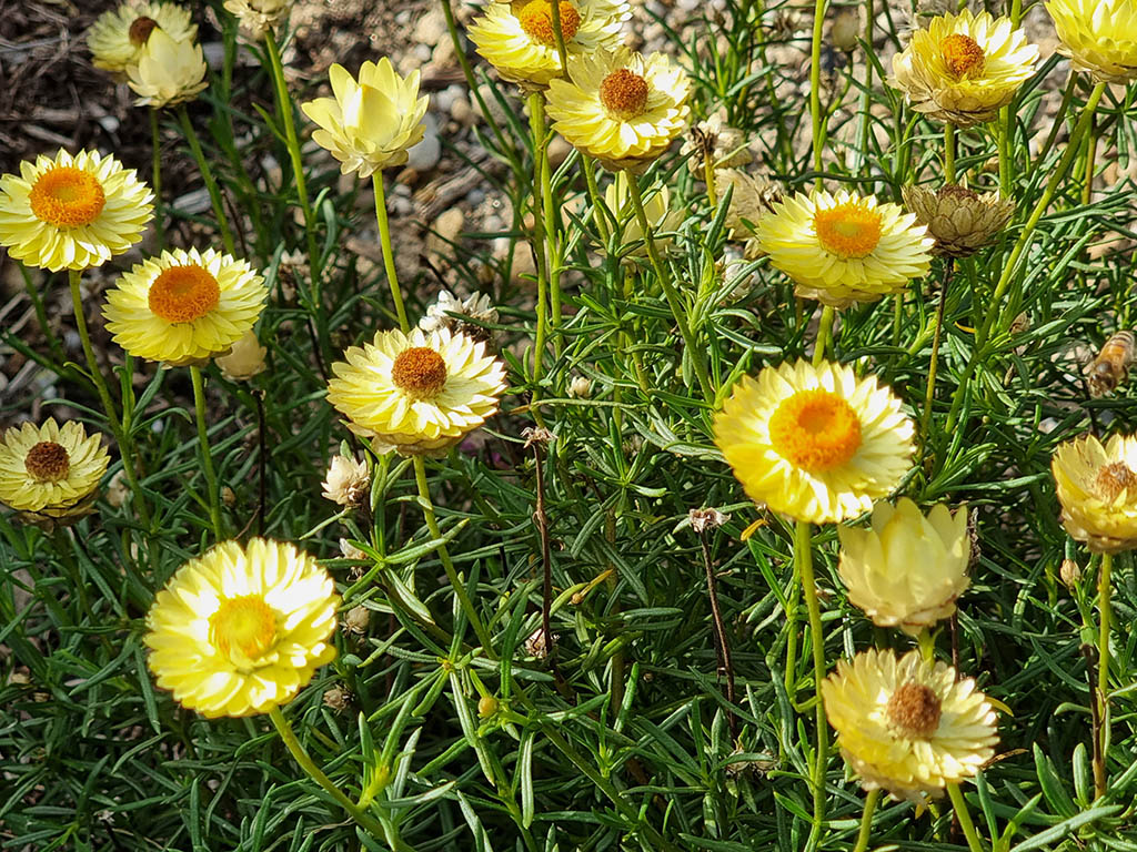 Xerochrysum bracteatum 'Daisy Field Gold' everlasting daisy