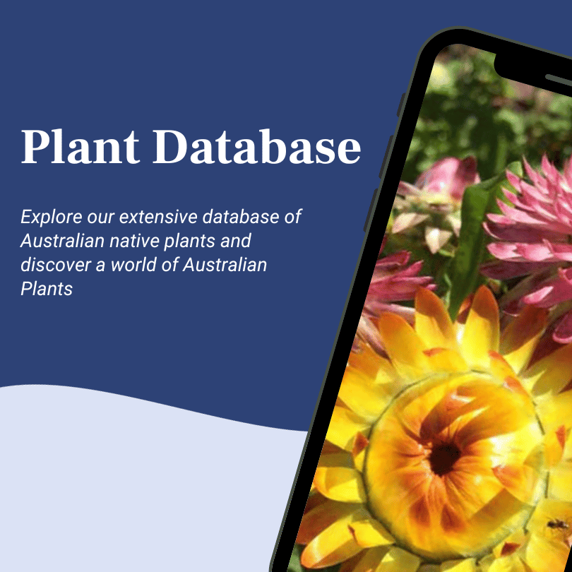 Search Australian Plant Database