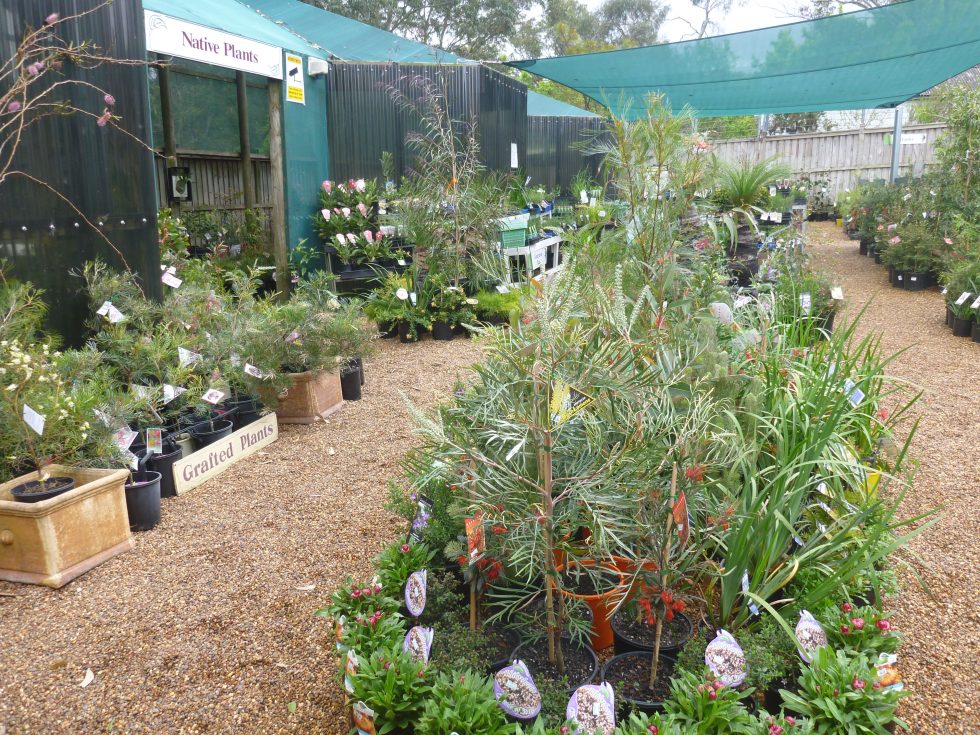 Gardening With Angus | Bringing You The Best In Australian Plants And ...